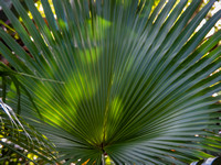 Tropical Plants Flowers Photo Print by Marisa Balletti-Lavoie