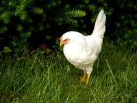 Chickens Photo Print by Marisa Balletti-Lavoie