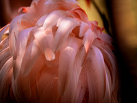 Flamingo  Feather Close Up Photo Print by Marisa Balletti-Lavoie