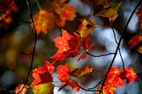 Autumn Leaves Photo Print by Marisa Balletti-Lavoie