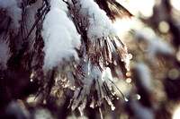 Winter Photo Print by Marisa Balletti-Lavoie