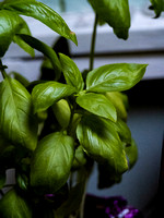 Basil Photo Print by Marisa Balletti-Lavoie