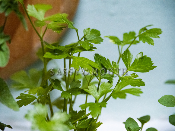 Herbs Photo Print by Marisa Balletti-Lavoie