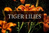 Tigerlilies Photographic Art Prints by Marisa Balletti-Lavoie