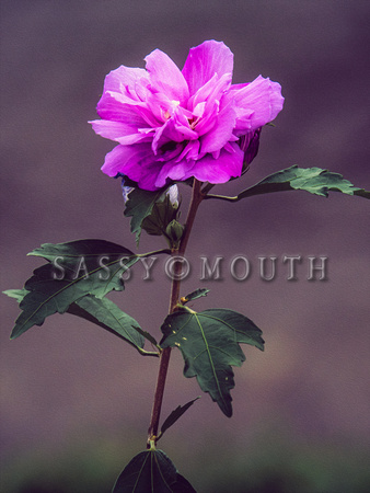 Summer Flowers Photo Print by Marisa Balletti-Lavoie