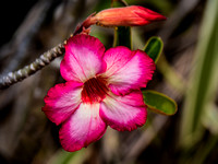 Tropical Plants Flowers Photo Print by Marisa Balletti-Lavoie