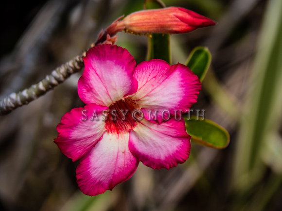 Tropical Plants Flowers Photo Print by Marisa Balletti-Lavoie