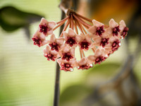 Tropical Plants Flowers Photo Print by Marisa Balletti-Lavoie