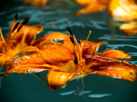 Tigerlilies Day Lillies Photo Print by Marisa Balletti-Lavoie