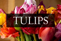 Tulips Photographic Art Prints by Marisa Balletti-Lavoie