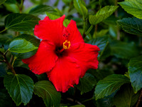 Tropical Plants Flowers Photo Print by Marisa Balletti-Lavoie