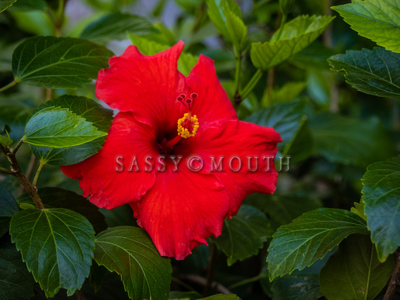 Tropical Plants Flowers Photo Print by Marisa Balletti-Lavoie