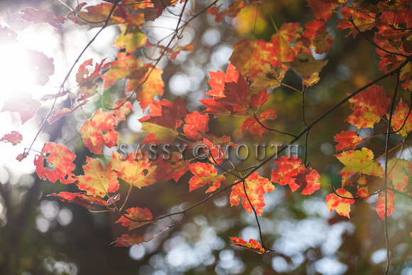 Autumn Leaves Photo Print by Marisa Balletti-Lavoie