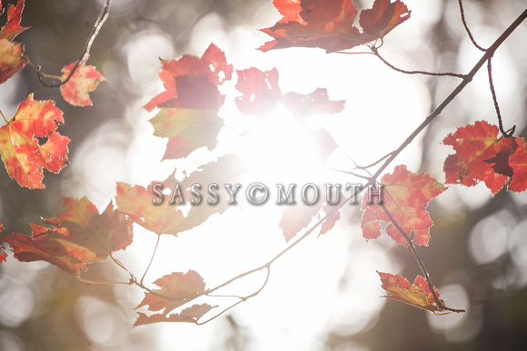 Autumn Leaves Photo Print by Marisa Balletti-Lavoie