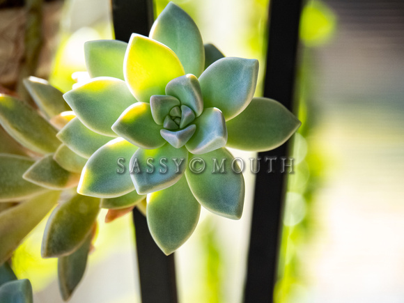 Tropical Plants Flowers Photo Print by Marisa Balletti-Lavoie