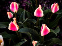 Tulips Flowers Photo Print by Marisa Balletti-Lavoie