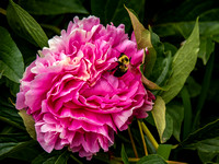 Peonies Photo Print by Marisa Balletti-Lavoie