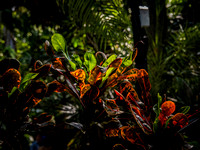 Tropical Plants Flowers Photo Print by Marisa Balletti-Lavoie