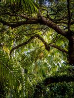 Tropical Plants Flowers Photo Print by Marisa Balletti-Lavoie