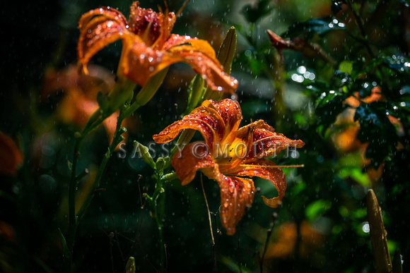 Tigerlilies Day Lillies Photo Print by Marisa Balletti-Lavoie