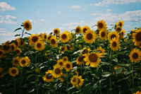 Sunflowers Photo Print by Marisa Balletti-Lavoie