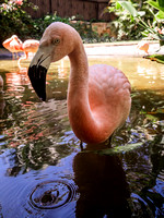 Flamingos Photo Print by Marisa Balletti-Lavoie