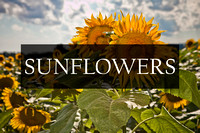 Sunflowers Photographic Art Prints by Marisa Balletti-Lavoie