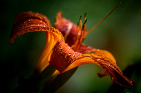 Tigerlilies Day Lillies Photo Print by Marisa Balletti-Lavoie