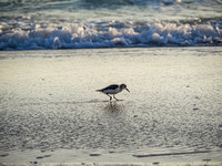 Sandpiper Bird eating by the Ocean - Photographic Print by Marisa Balletti-Lavoie