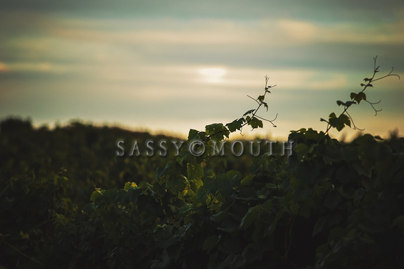 Vineyards and Orchards Photographic Art Prints by Marisa Balletti-Lavoie