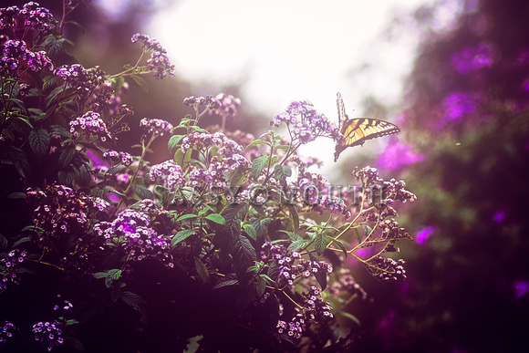 Summer Flowers Photo Print by Marisa Balletti-Lavoie