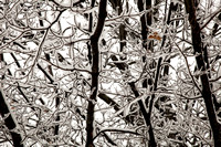 Winter Photo Print by Marisa Balletti-Lavoie