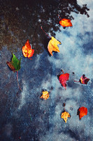 Autumn Leaves Photo Print by Marisa Balletti-Lavoie