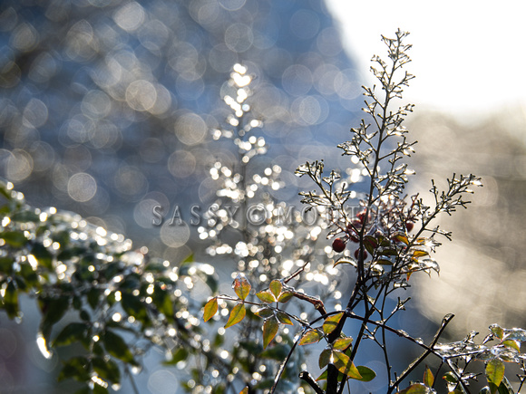 Winter Photo Print by Marisa Balletti-Lavoie