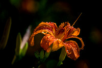 Tigerlilies Day Lillies Photo Print by Marisa Balletti-Lavoie