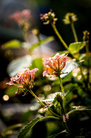 Summer Flowers Photo Print by Marisa Balletti-Lavoie