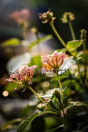 Summer Flowers Photo Print by Marisa Balletti-Lavoie