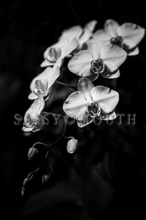 The Biltmore Conservatory Flowers Photo Print by Marisa Balletti-Lavoie