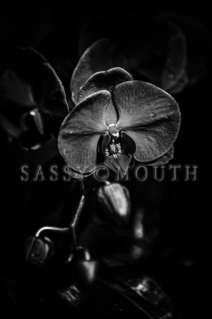 The Biltmore Conservatory Flowers Photo Print by Marisa Balletti-Lavoie