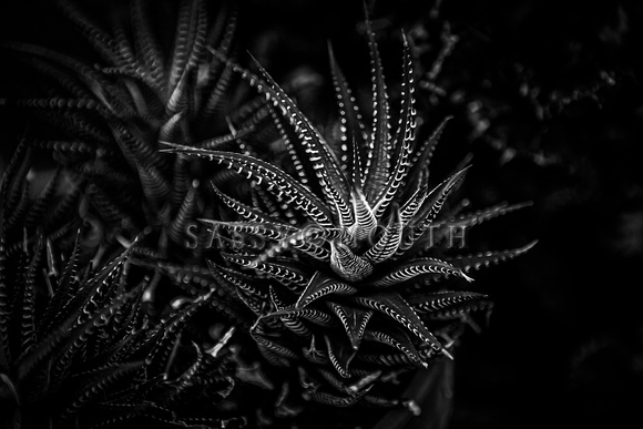 The Biltmore Conservatory Flowers Photo Print by Marisa Balletti-Lavoie