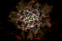 The Biltmore Conservatory Flowers Photo Print by Marisa Balletti-Lavoie