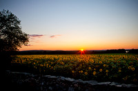 Sunflowers Photo Print by Marisa Balletti-Lavoie